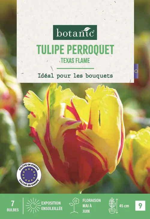 Jardin à embellir：Bulbes de fleurs Tulipe perroquet Texas Flame rouge et jaune botanic® - 7 bulbes