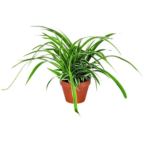 Un plus pour vos extérieurs:Chlorophytum – Pot en terre 14 cm de diamètre