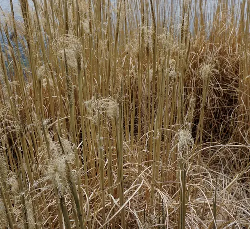 Jardin à organiser:Miscanthus sinensis Gracillimus vert botanic®. Le pot de 3,5 litres