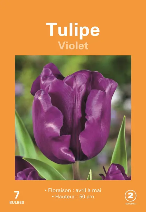 Vie dehors：Bulbes de fleurs Tulipe violet botanic® - 7 bulbes