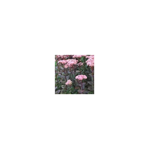 Confort extérieur：Sedum Telephium - Le pot de 1 litre