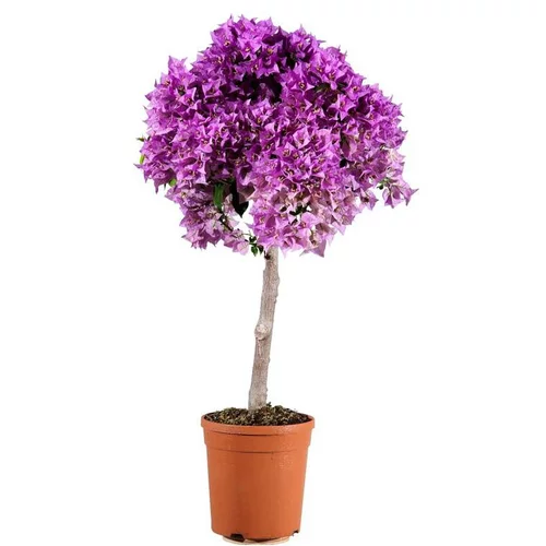 Les indispensables du jardin:Bougainvillier ou Bougainvillée Sanderiana à fleurs roses - Le pot Ø 17 cm 1/4 de tige