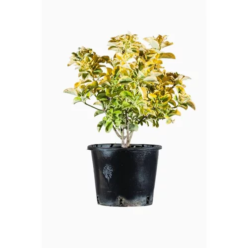 Le jardin au quotidien:Euonymus Japonicus Aureus (fusain du Japon) en pot de 2 L jaune