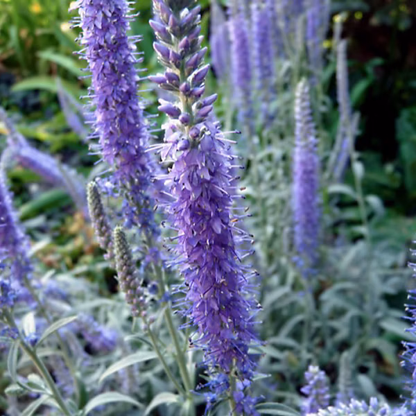 6 x Véronique en épis 'Incana' | Veronica spicata 'Incana' – godet 9cm x 9cm