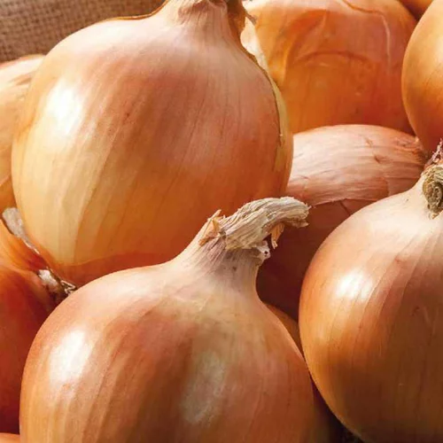 Moderne extérieur:Oignon Jaune Cenol Bio. La barquette de 12 plants
