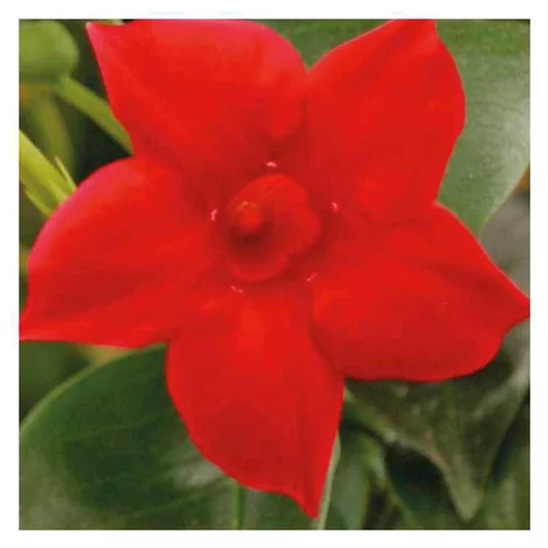 Votre jardin：Dipladénia Rio Petite Deap Red - Le pot de 9 x 9 cm