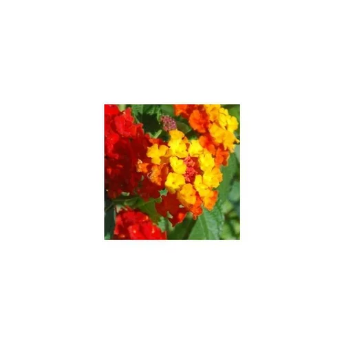 Déco pour le jardin：Lantana - Le pot de 5 litres