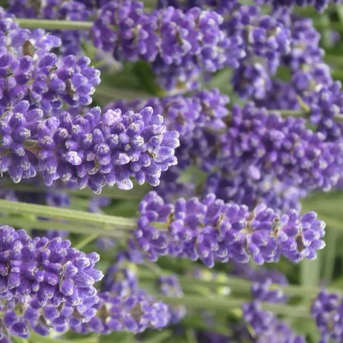 Utile jardin:Lavande Angustifolia Blue Scent - Le pot de 14 cm