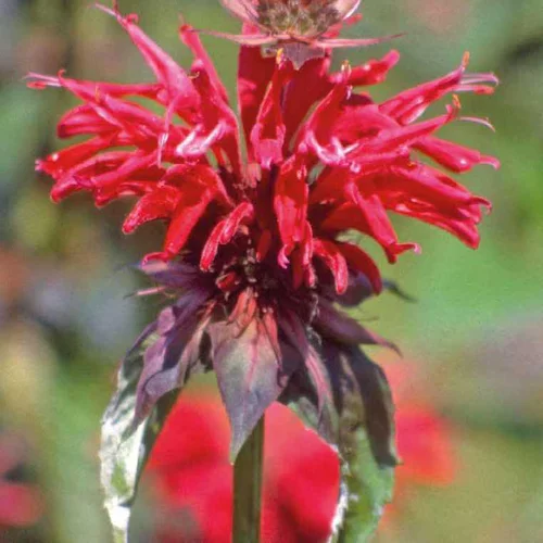 Le bon choix pour l’extérieur：Monarde rouge - Le pot de 9 x 9 cm