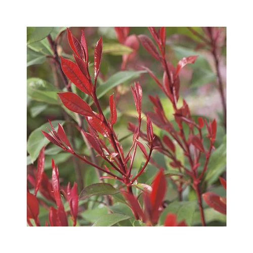 L’allié de vos extérieurs:Photinia carré rouge - Pot de 7L