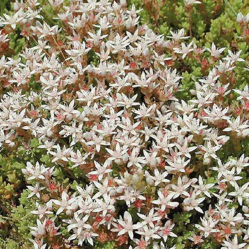Déco extérieur:Sedum Monregalense - Le pot de 9 x 9 cm