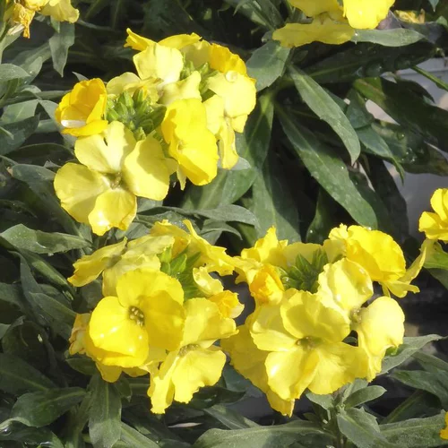Pour mieux profiter du jardin：Erysimum - Le pot de 1 litre