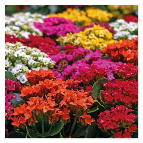 Jardin confort:Kalanchoe à fleurs multicolores - La jardinière de 40 cm