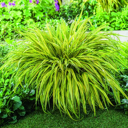 Jardin à découvrir:Hakonechloa Mince Aureola vert botanic®. Le pot de 1 litre