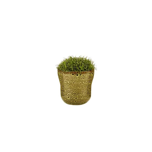 Jardin à adopter:Sagine avec cache-pot Ø 6 cm