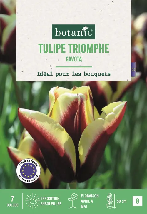 Pour aménager vos extérieurs:Bulbes de fleurs Tulipe triomphe Gavota pourpre et jaune botanic® - 7 bulbes