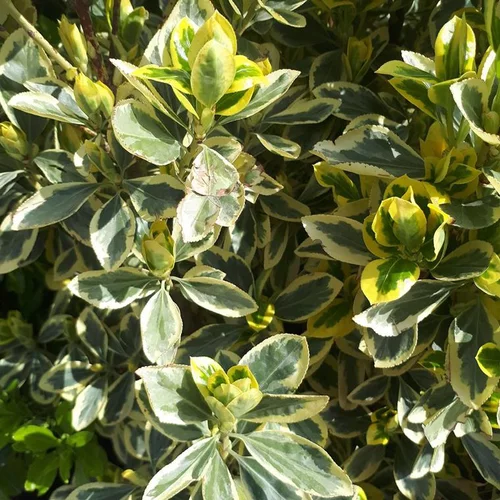 Pour vos projets extérieurs:Euonymus Japonicus Bravo vert en pot de 5 L