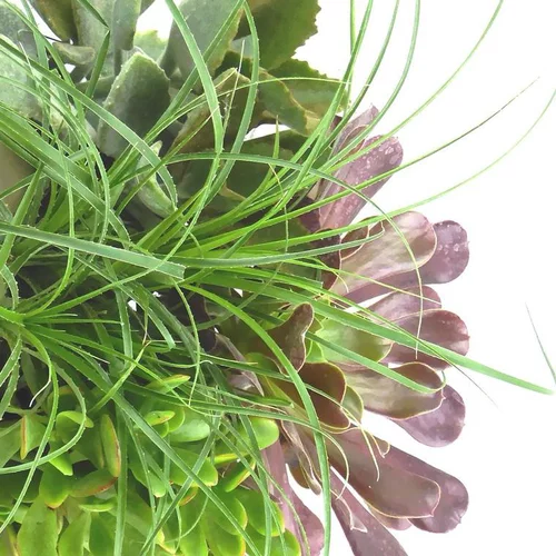 Facile extérieur：Succulentes - Le pot de 9 cm