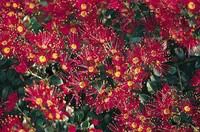 Jardin & déco:Metrosideros Excelsa 1/2 tige