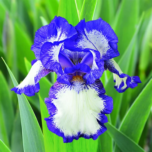 Sélection pour vos extérieurs:Iris des Jardins Modern Classic - Le pot de 2 litres