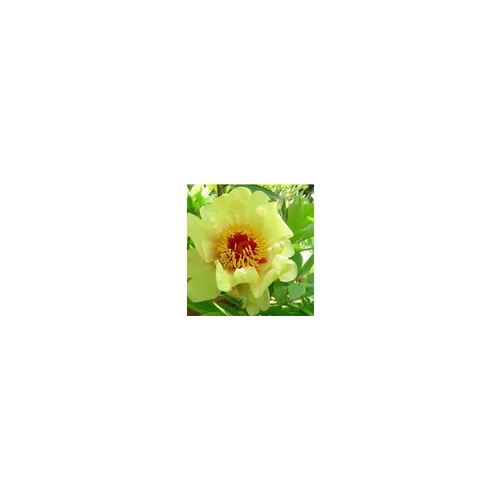 Utile au jardin：Pivoine arbustive (Paeonia Suffruticosa). Le pot de 3 litres