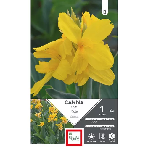 Esprit extérieur:Canna nain Salsa jaune Ernest Turc - 1 bulbe