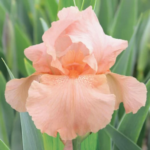 Jardin au quotidien:Iris des jardins Laurel Park - Le pot de 1 litre