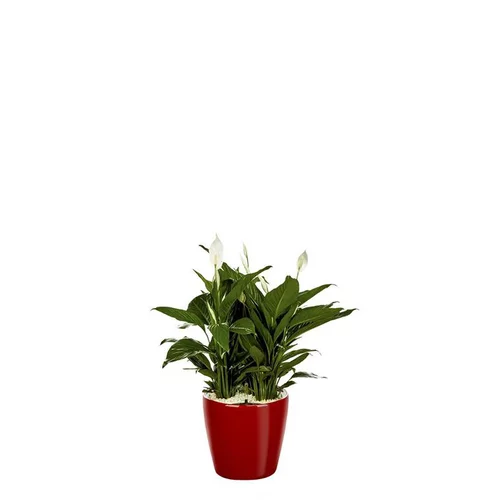 Côté végétal：Spathiphyllum et son pot Classico premium Ø 35 rouge