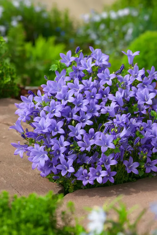Bien pensé jardin：Campanule des murs - Le pot de 2 litres