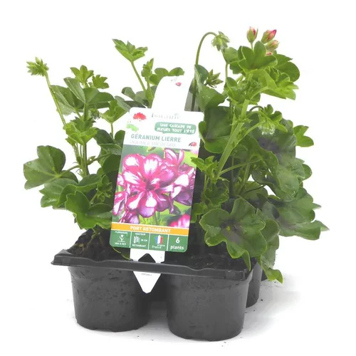 Malin jardin:Géranium lierre double bicolore - Le pack de 6 plants