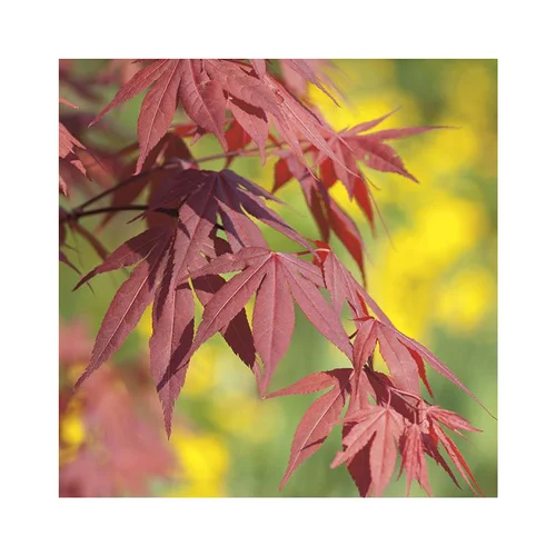 Pour vos envies d’extérieur:Erable du Japon (ACER PALMATUM FIRE GLOW ) Le pot de 7 litres