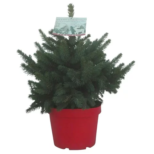 Pour tous vos projets extérieurs:Petit épicéa Picea Pungens Super Blue. Le pot de 3 litres