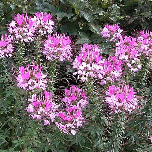 Pour votre projet:Cléome ou "Fleur araignée" à fleurs roses - Le pot de 3 litres