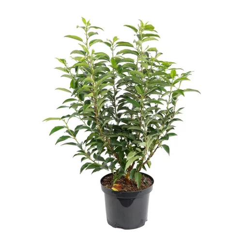 Qualité au jardin:Laurier du Portugal - pot 5 L