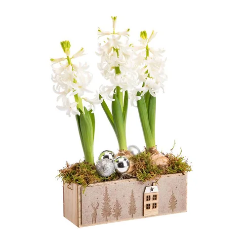 Nature utile:Composition florale de 3 jacinthes coloris multicolore