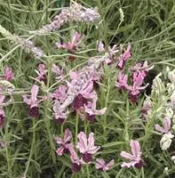 Une solution adaptée au jardin:Lavandula Ang.Lavander Lady - Le pot de 1 litre