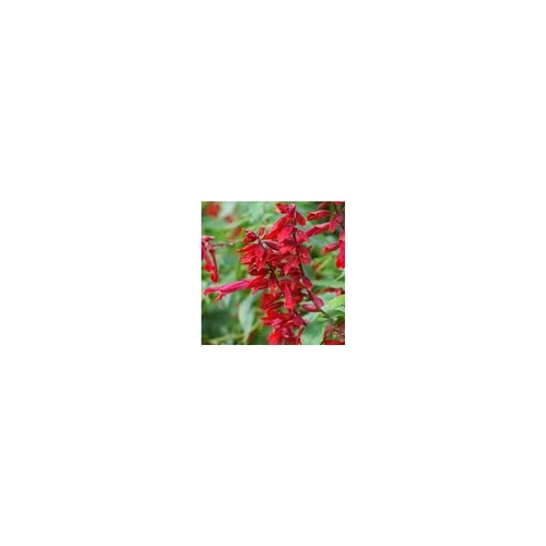 Jardin nature：Sauge rouge - Le pot de 10.5 cm