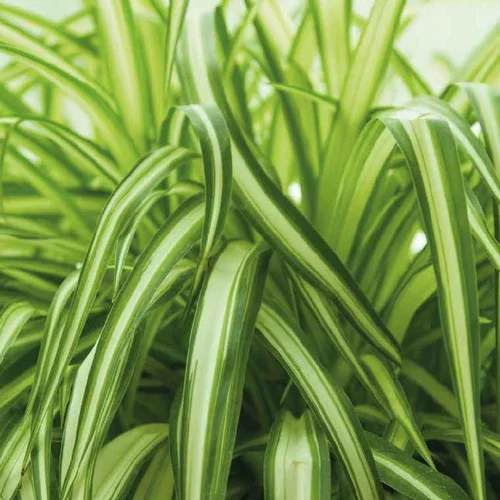 Une solution pratique pour le jardin：Chlorophytum - Le pot de 9 x 9 cm