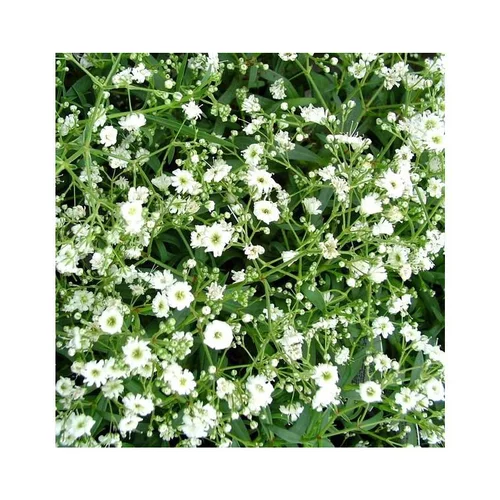 Votre allié à l’extérieur：Gypsophile voile de Mariée - Le pot de 12 cm