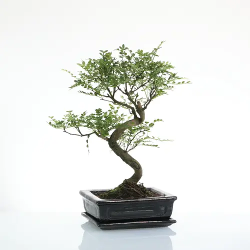 Pour votre extérieur:Bonsaï poivrier botanic® taille 5,5. Le pot