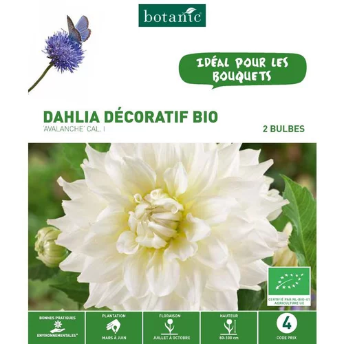Essentiel maison：Dahlia décoratif Avalanche bio blanc botanic® - 2 bulbes