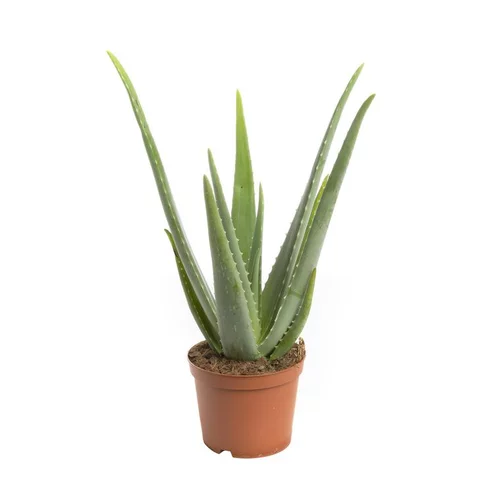 Côté jardin：Aloe vera vert. Le pot de 16 cm