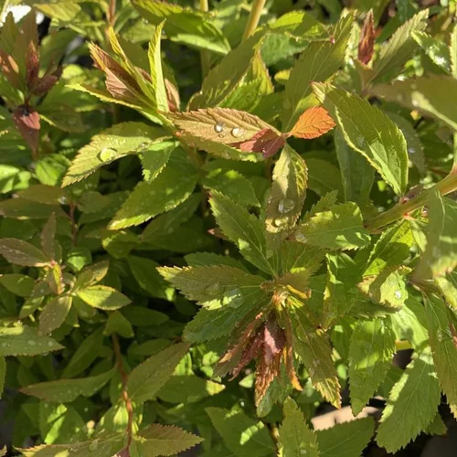 Choix nature：Spirée Japonica Shirobana rose. Le pot de 7,5 litres