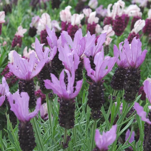 Les indispensables du jardin:Lavande Papillon ou Stoechas à fleurs violettes - Le pot Ø 17 cm