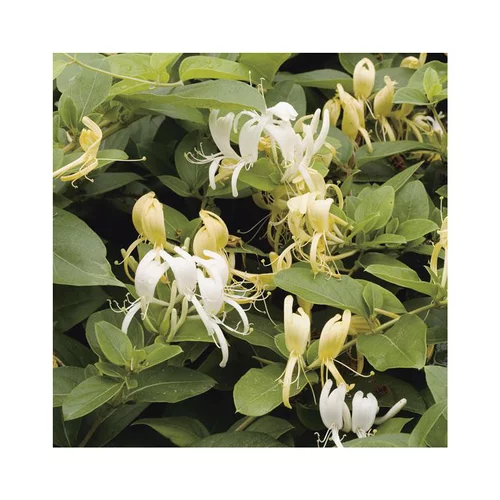 Essentiel nature：Chevrefeuille JAP. HALLIANA. Le pot de 6 litres
