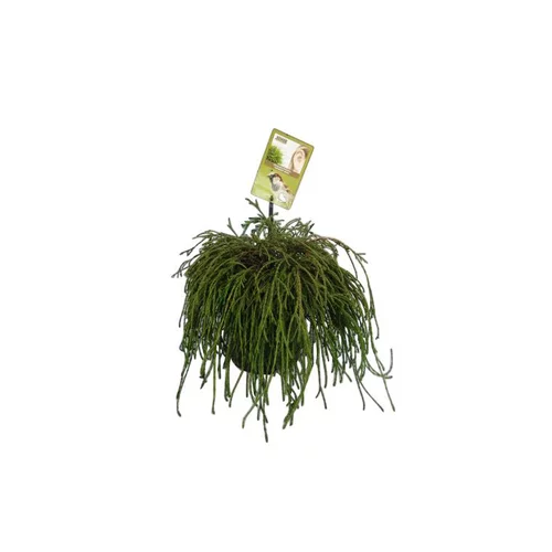 Esprit extérieur:Chamaecyparis Pisifera Sungold jaune en pot de 2 L