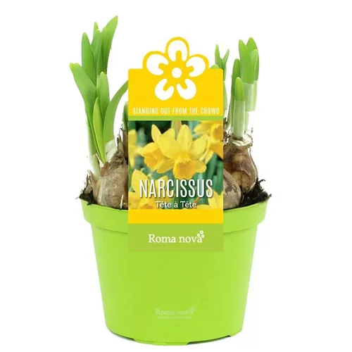 Espace vert essentiel：Narcisse tête à tête - Le pot de 1 litre
