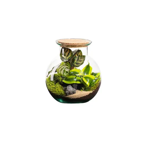 Accessoire au jardin:Terrarium autonome botanic® Havana Cala - Taille XS Ø 15 cm H 17 cm