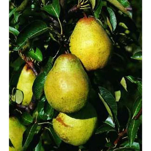 Espace vert confort:Poirier Nain Fruit Me® Pear Me William Bon Chretien. Le pot de 4 litres