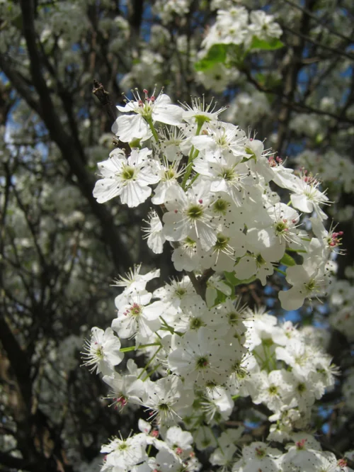 Un plus pour votre jardin：Poirier à Fleurs Chanticleer. Le pot de 30 litres
